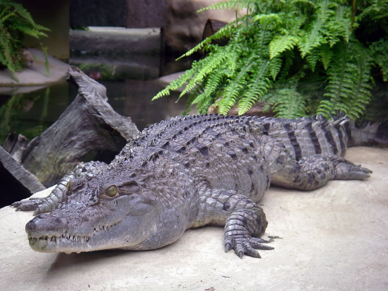 Ziegler Philippine crocodile Cologne Zoo (2)